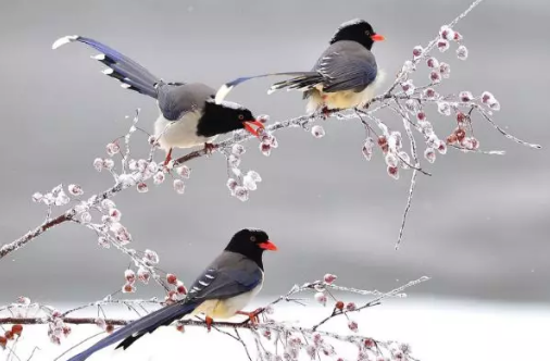 小雪,已至,立春,远否,